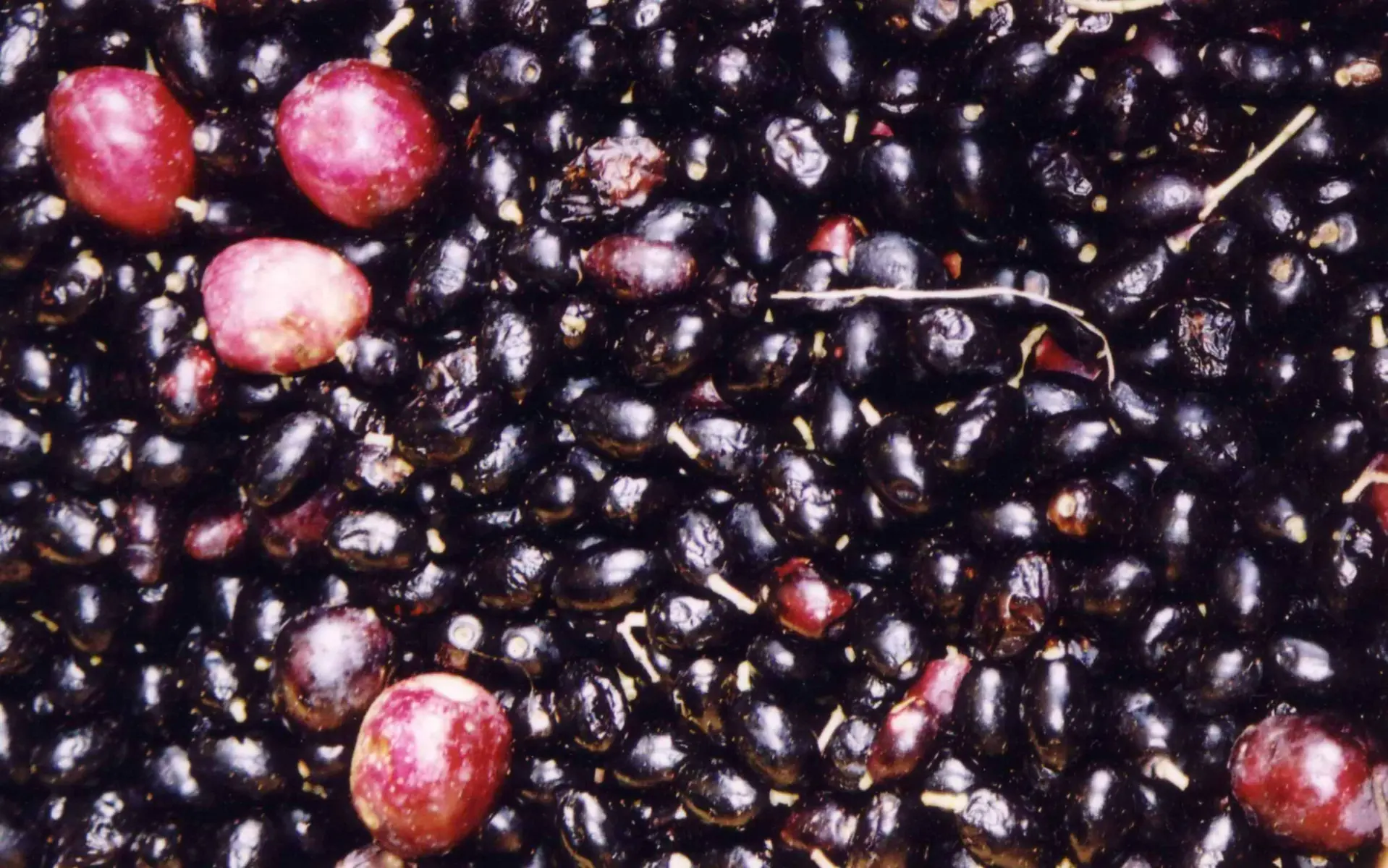 olives noires