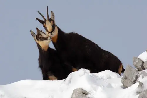 La faune en hiver à raquettes