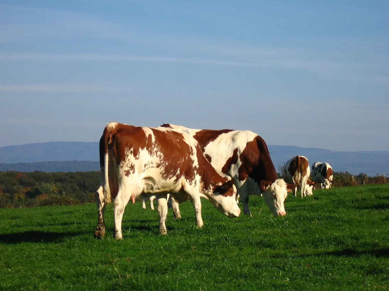 Vaches laitières au pré