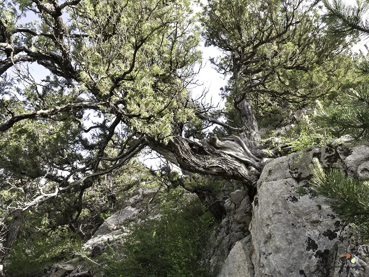 Une balade dans une forêt unique