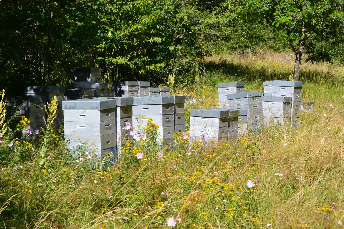 Benoit Doremus, apiculteur récoltant, vallée du Valgaudemar