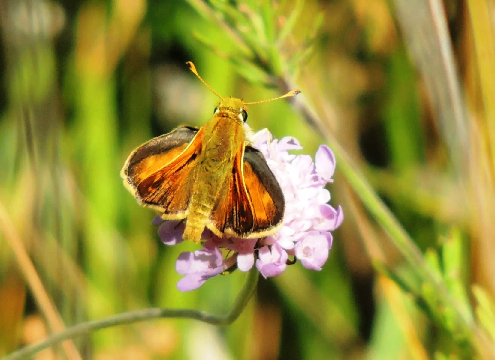 Jardins des papillons Saint Vincent sur Jabron