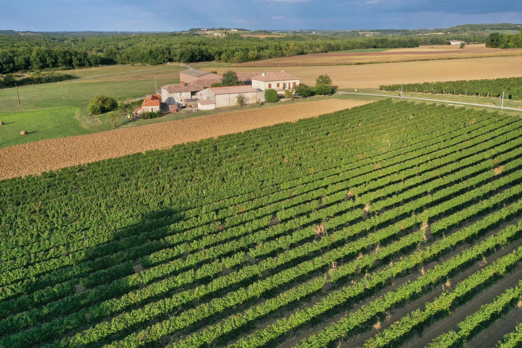 Vue sur les vignes du Domaine du Gabachou