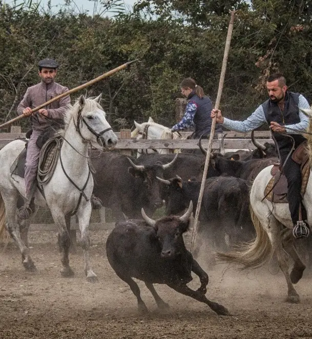 Camargue - OTLCM