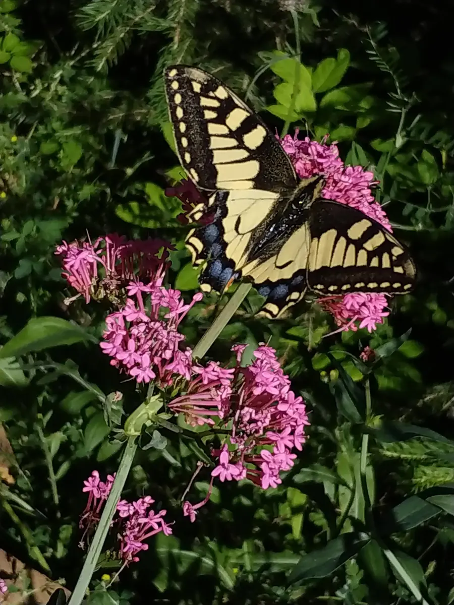 faune flore