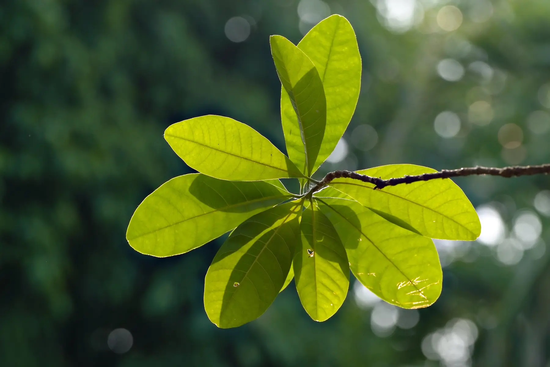 plante verte
