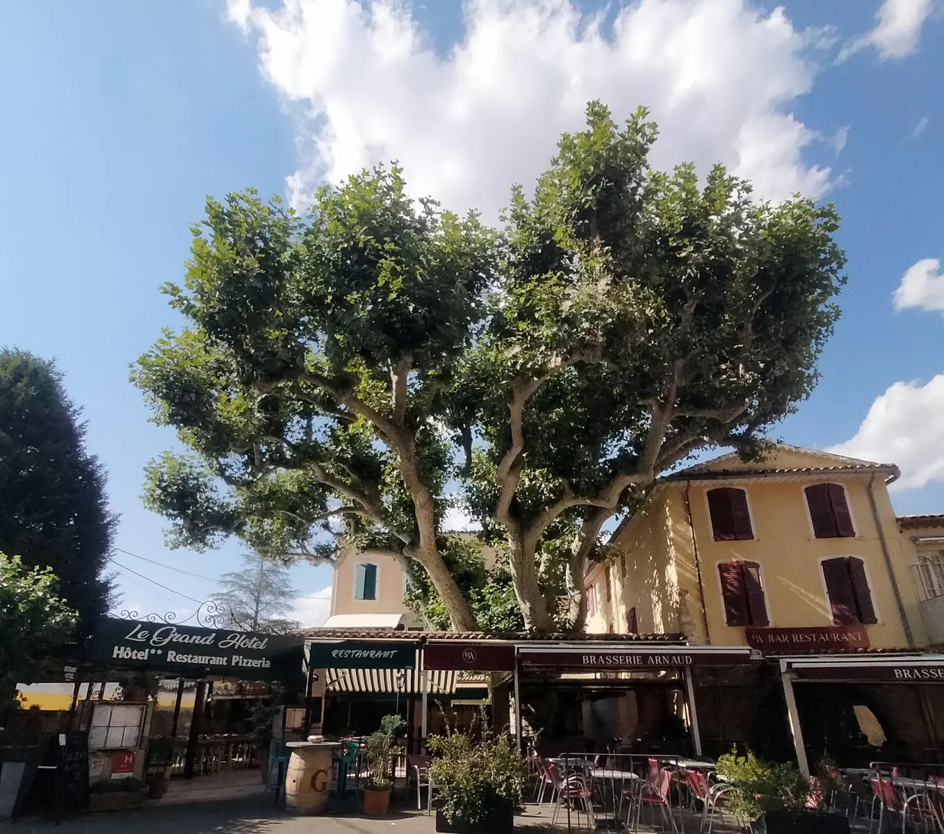 Platane de la place Duchâtel_Aups