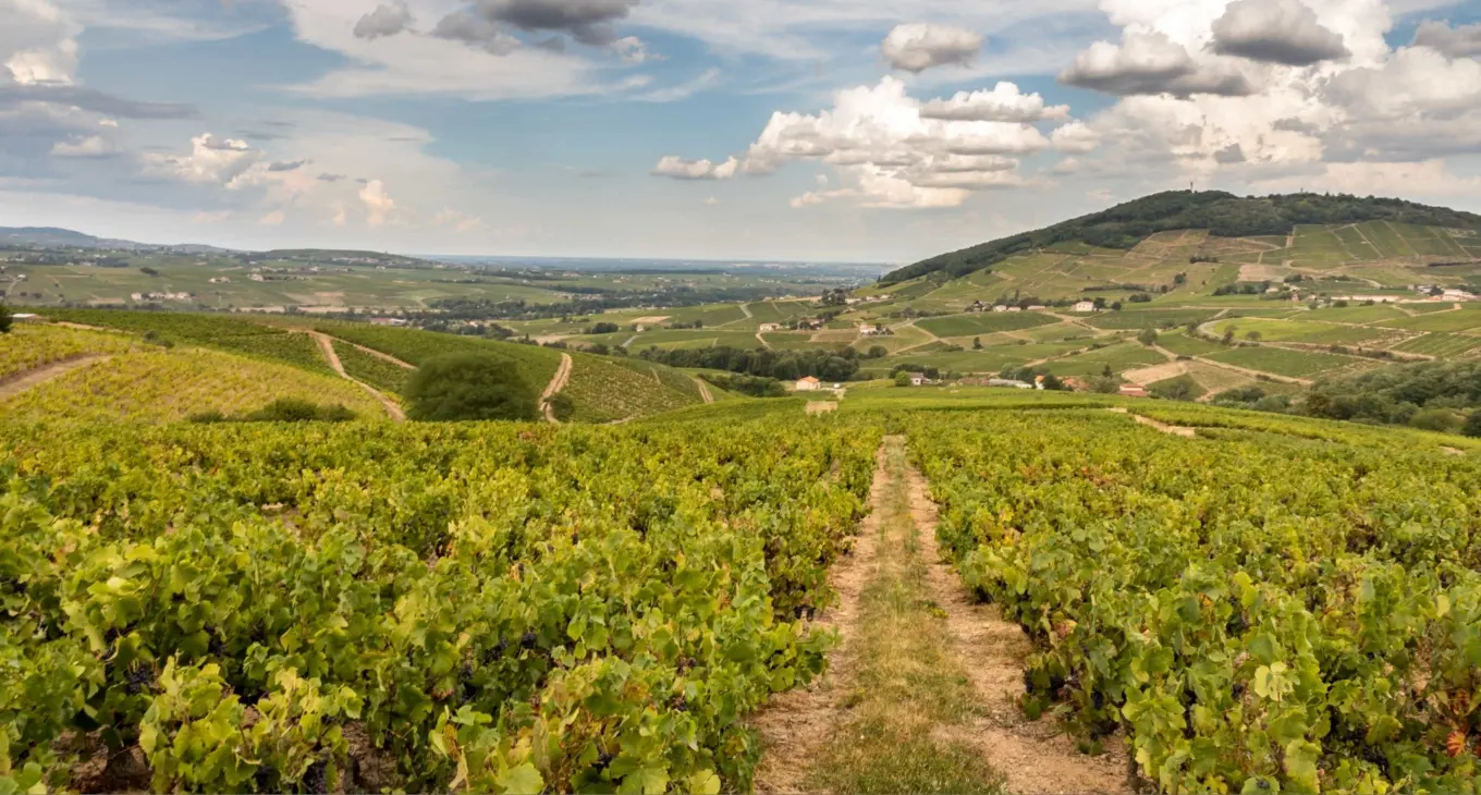 Excursion beaujolais nouveau