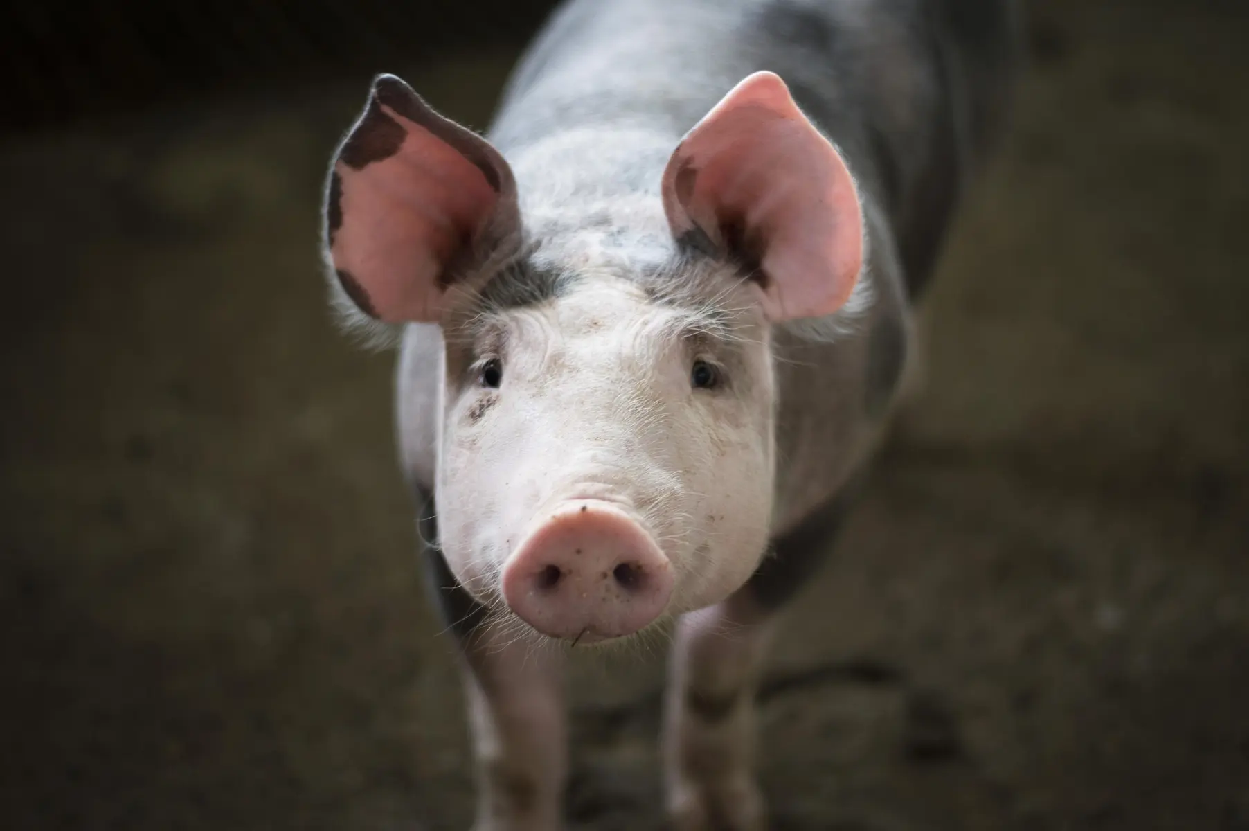 Elevage de Porc