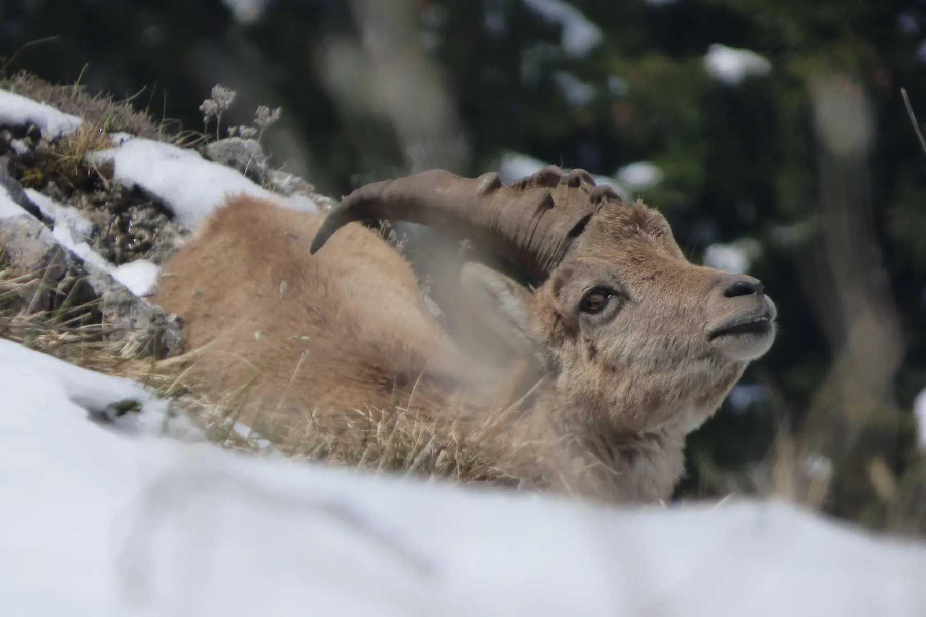 La faune en hiver à raquettes