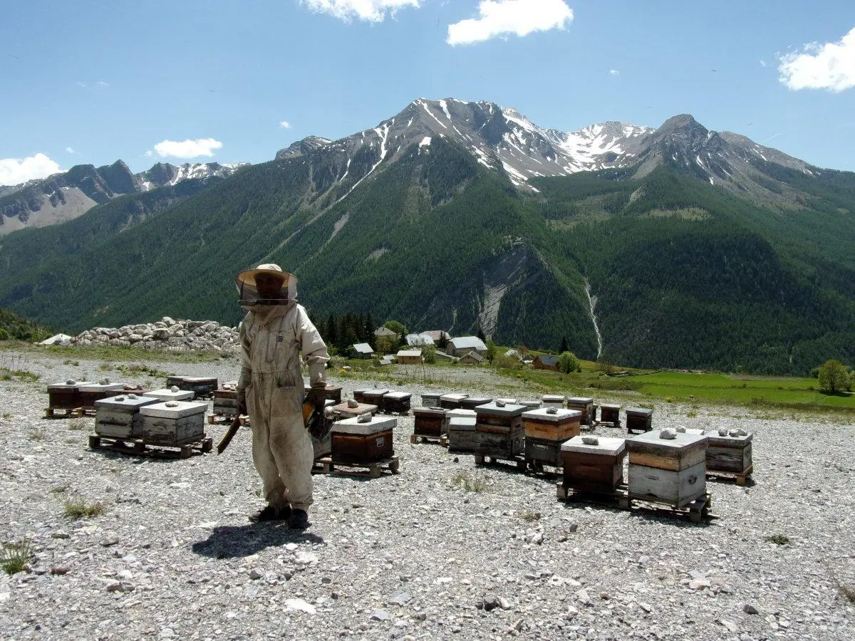 Les Ruchers de Saint-Ours