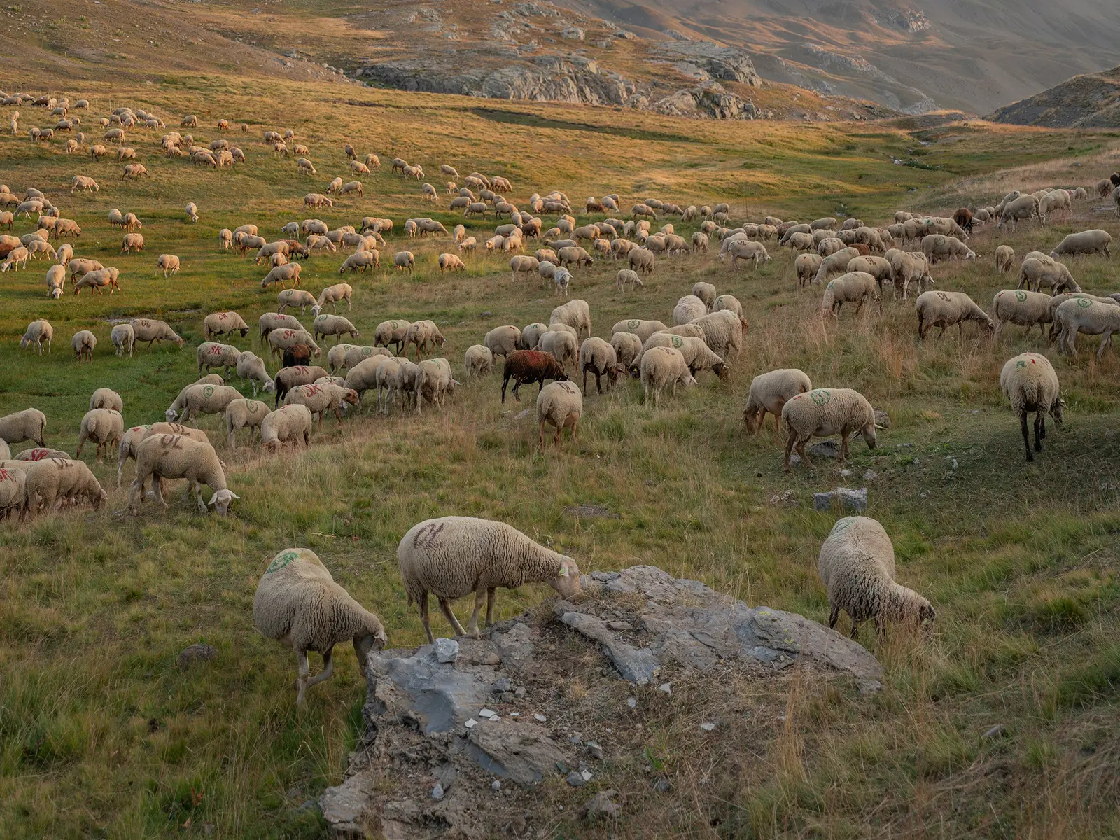 Troupeau de moutons en alpage