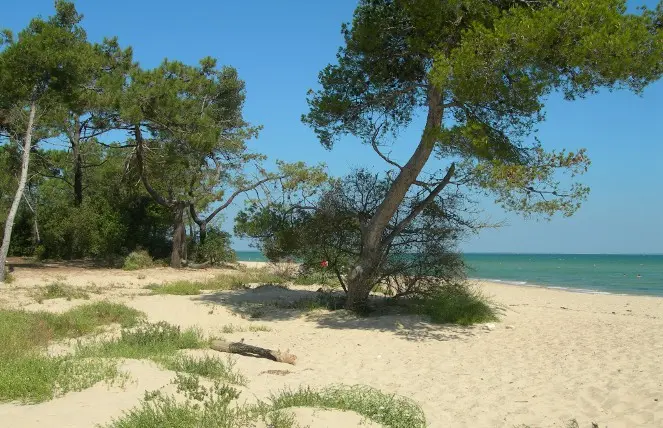 Trousse Chemise beach