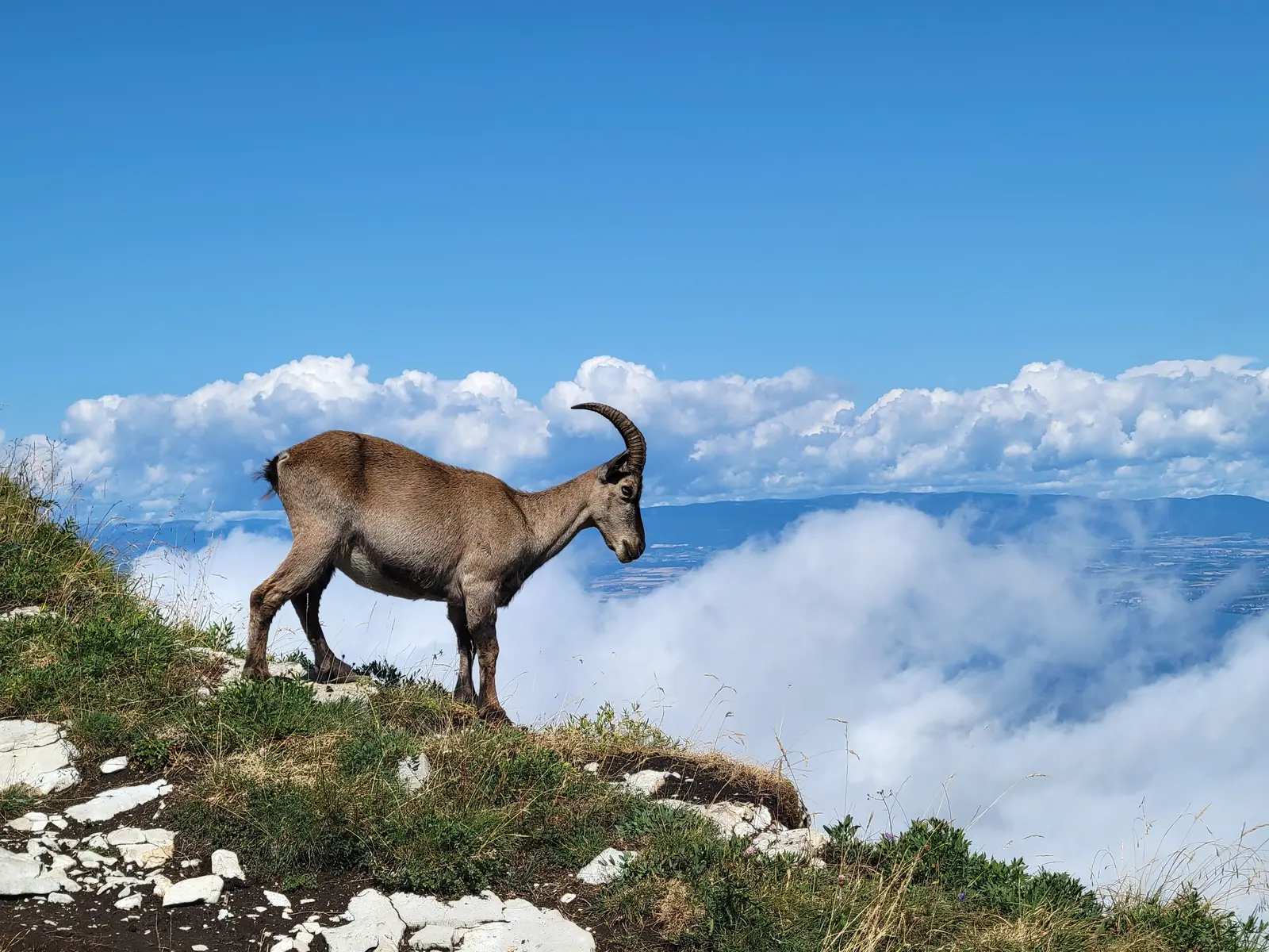 Randonnée encadrée traces et indices d'animaux