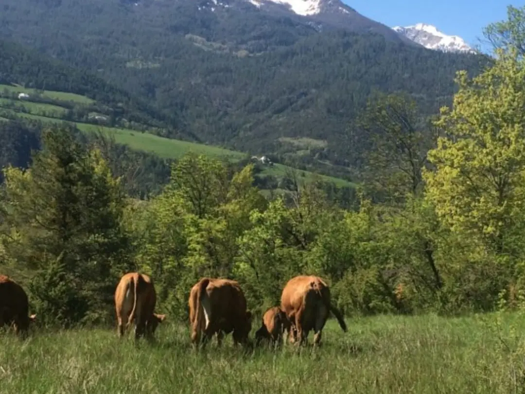 Élevage ferme Quellec