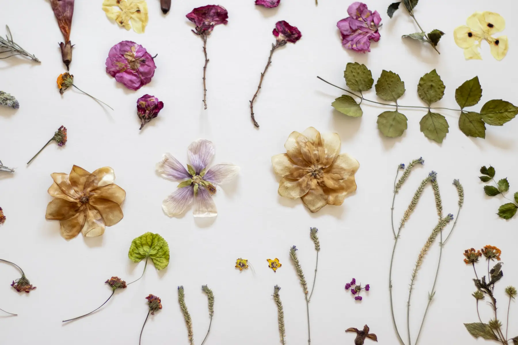 plantes