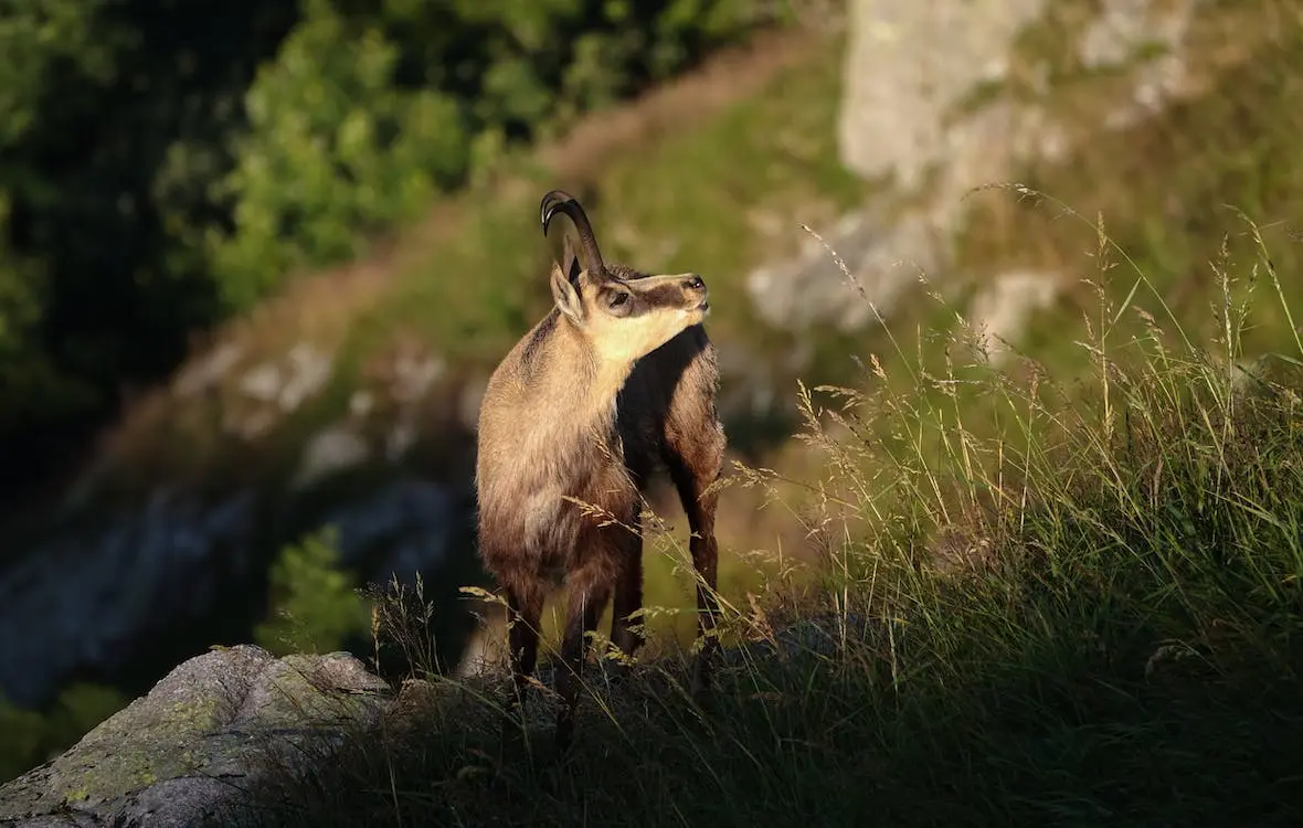chamois dans la montagne