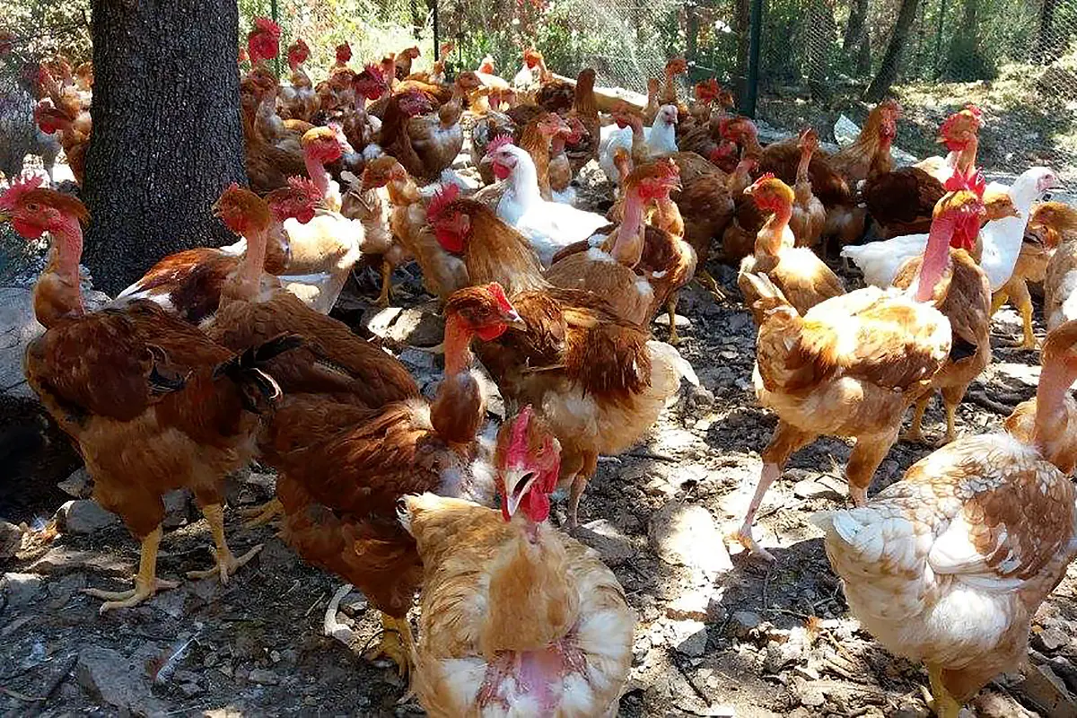 La Ferme d'Amours - Besse s/Issole