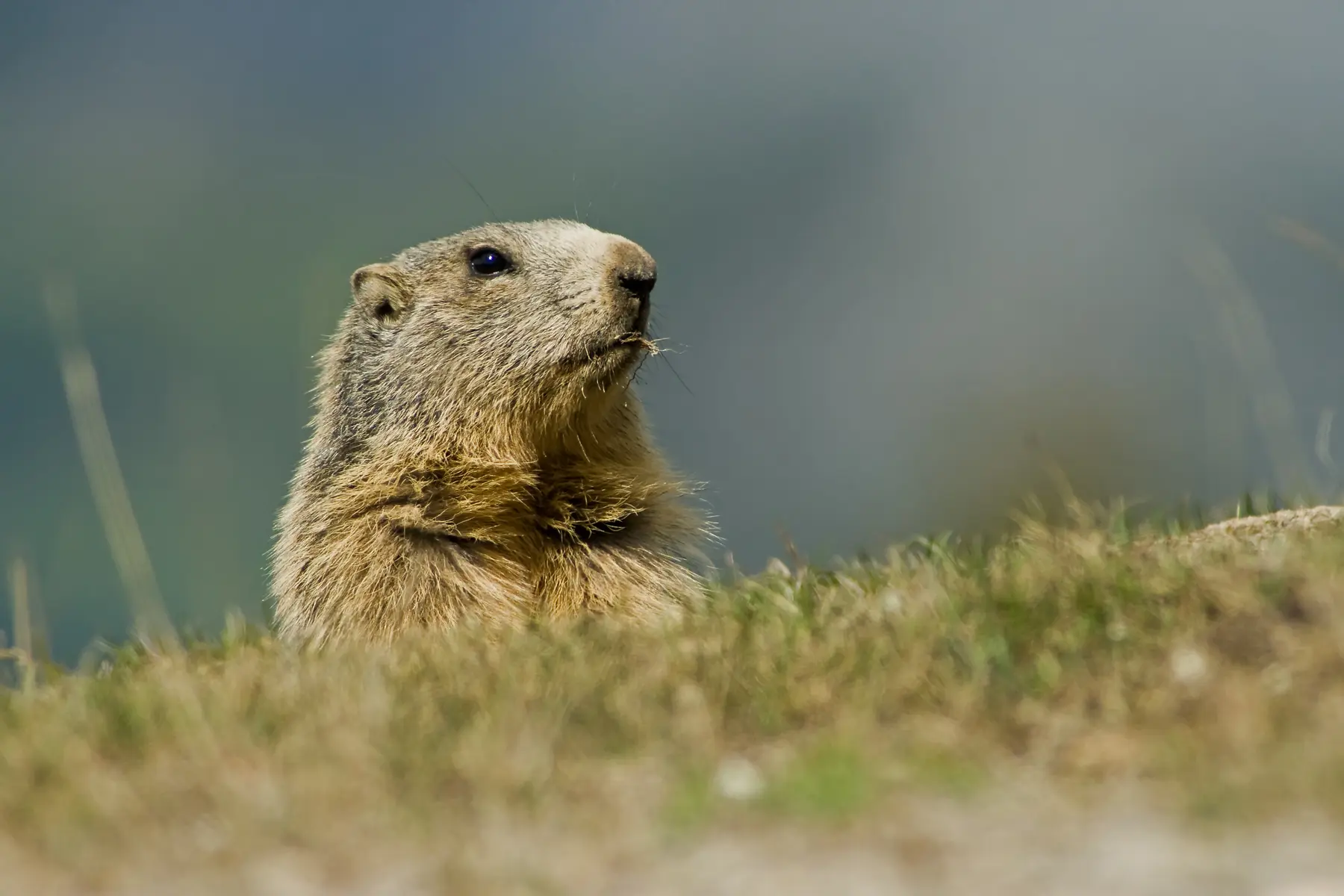 marmottes