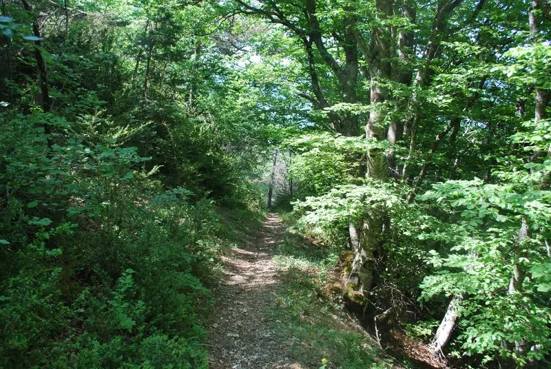Forêt Domaniale de l'Eygues