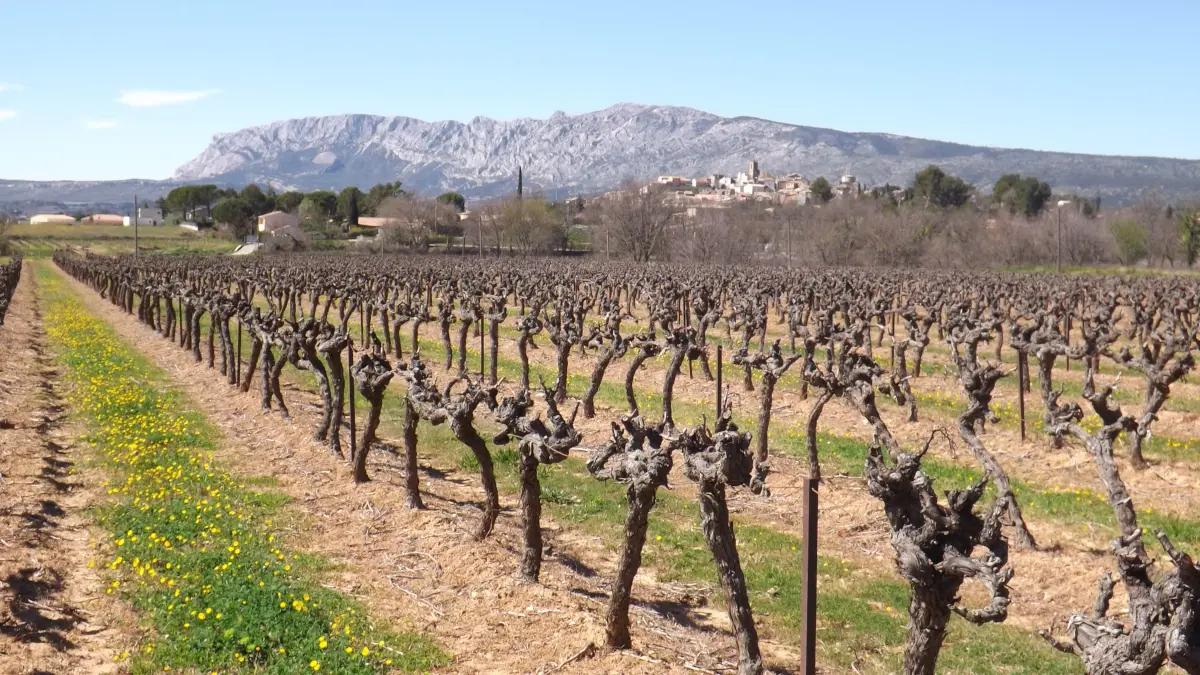 Vue sur le vignoble, la Sainte Victoire & le village de Pourrières