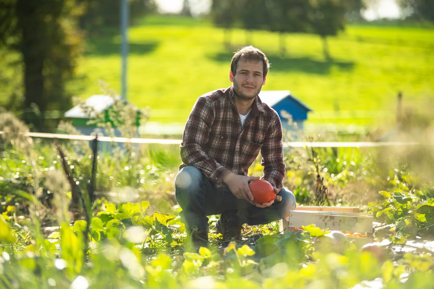 Damien Clermidy récoltant les potimarrons