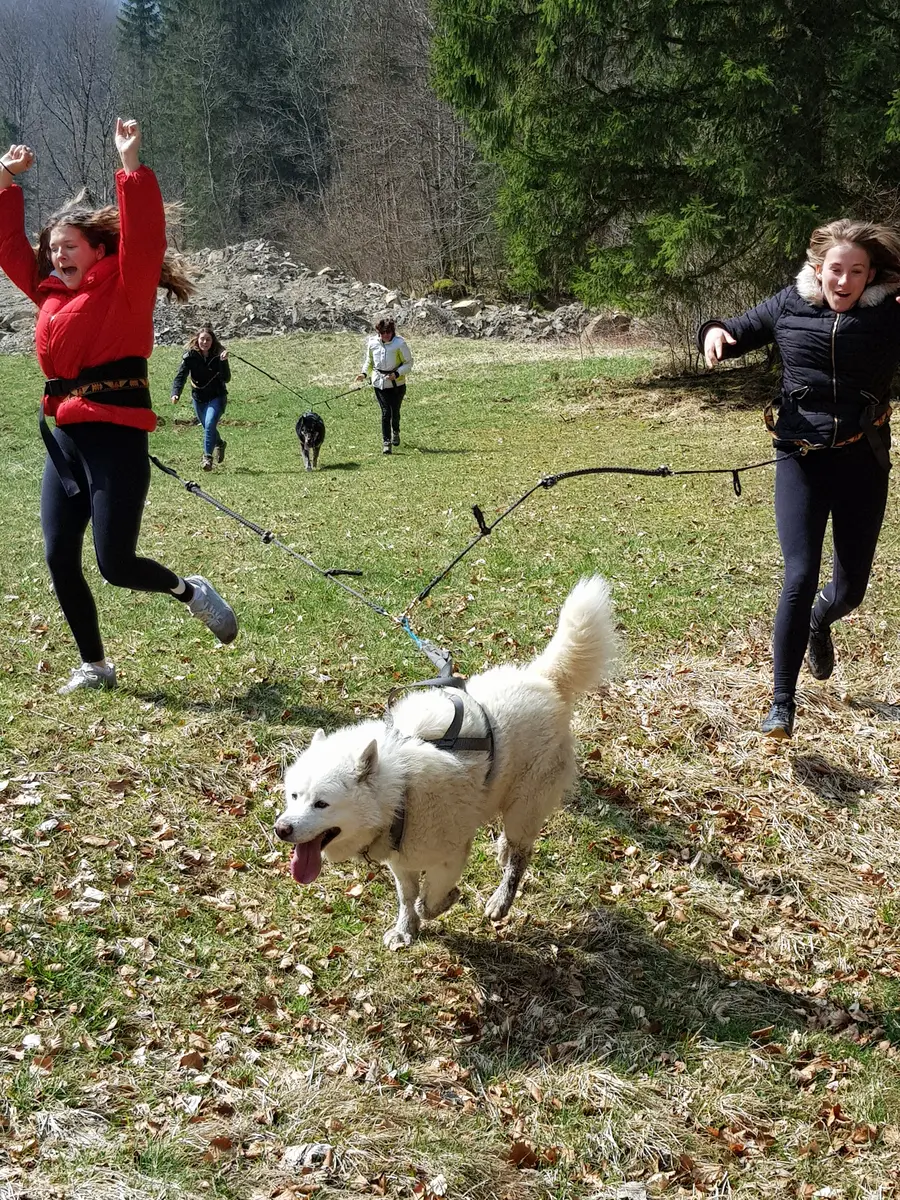 Canirandonnée avec Traîneaux Passion