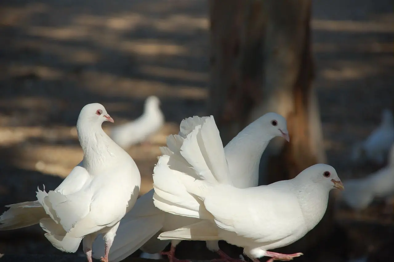 Parc des Oiseaux