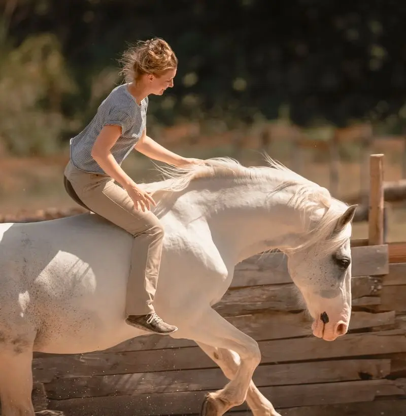 Communication Cheval