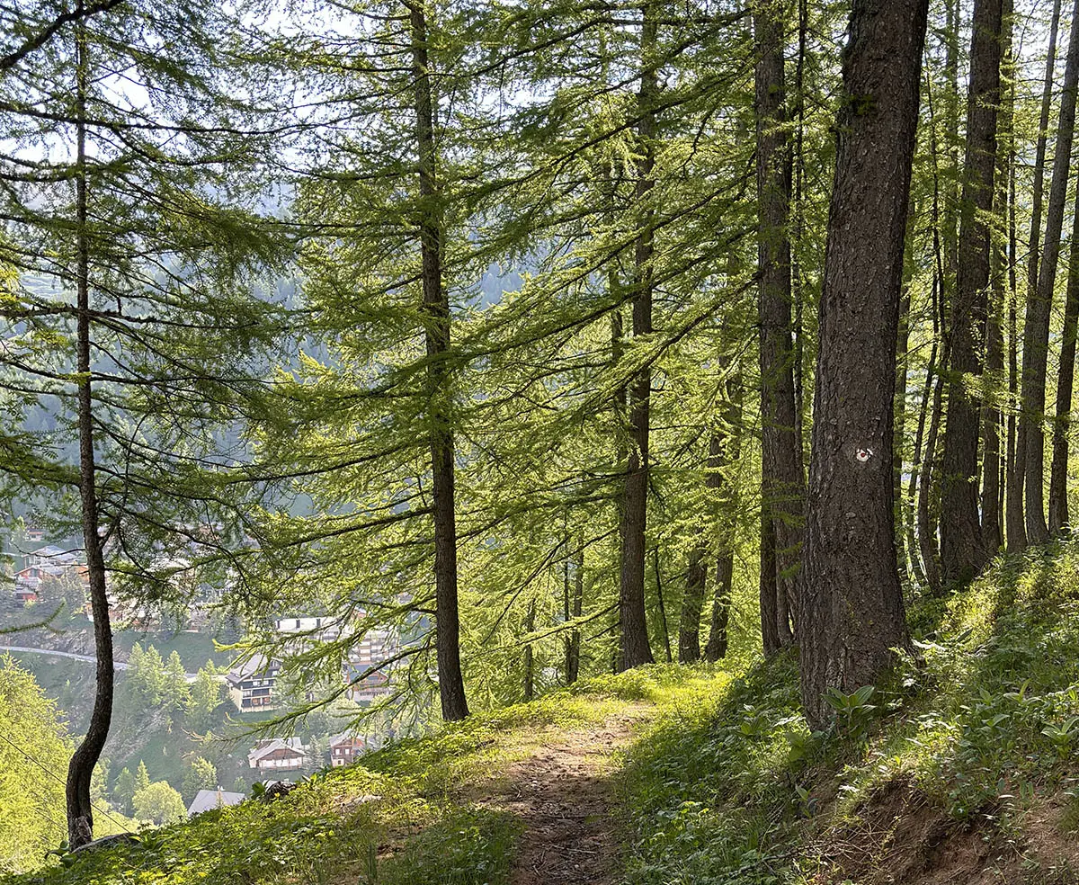 Sentier de VTT AE en pleine forêt de conifères, surplombant les habitations de la Foux village visibles en contrebas