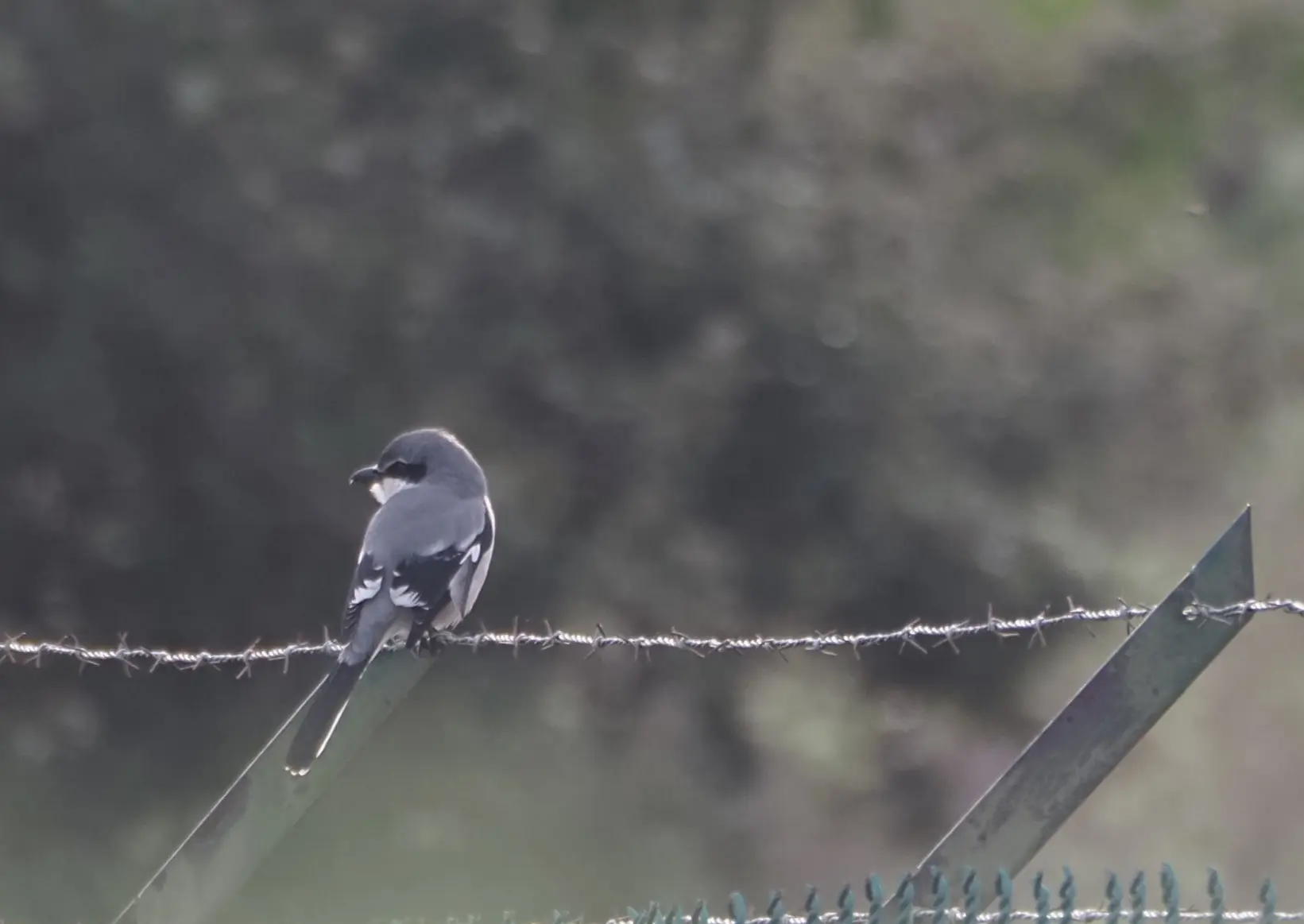 Pie-grièche méridionale