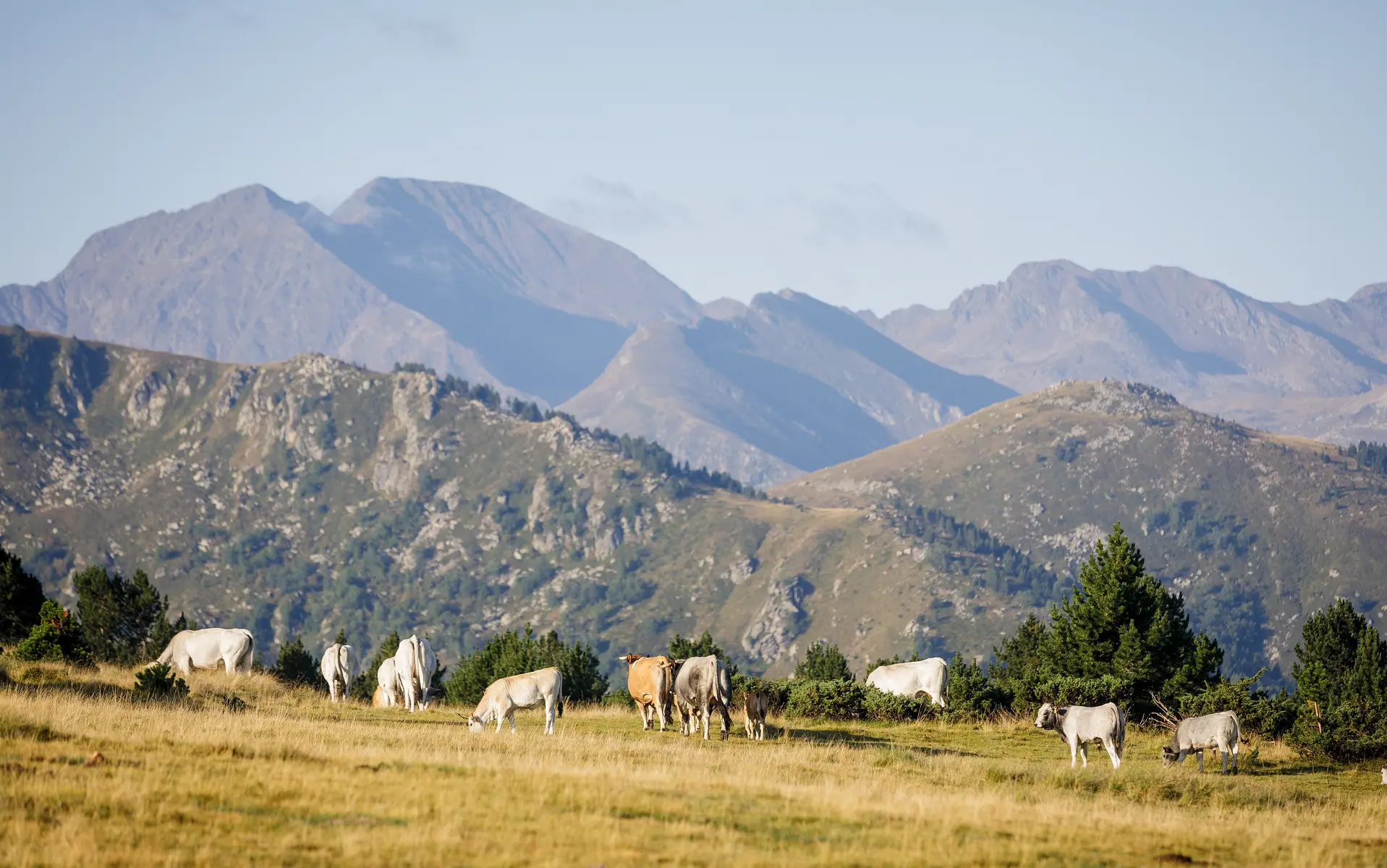 Troupeaux de vaches gasconnes en estive