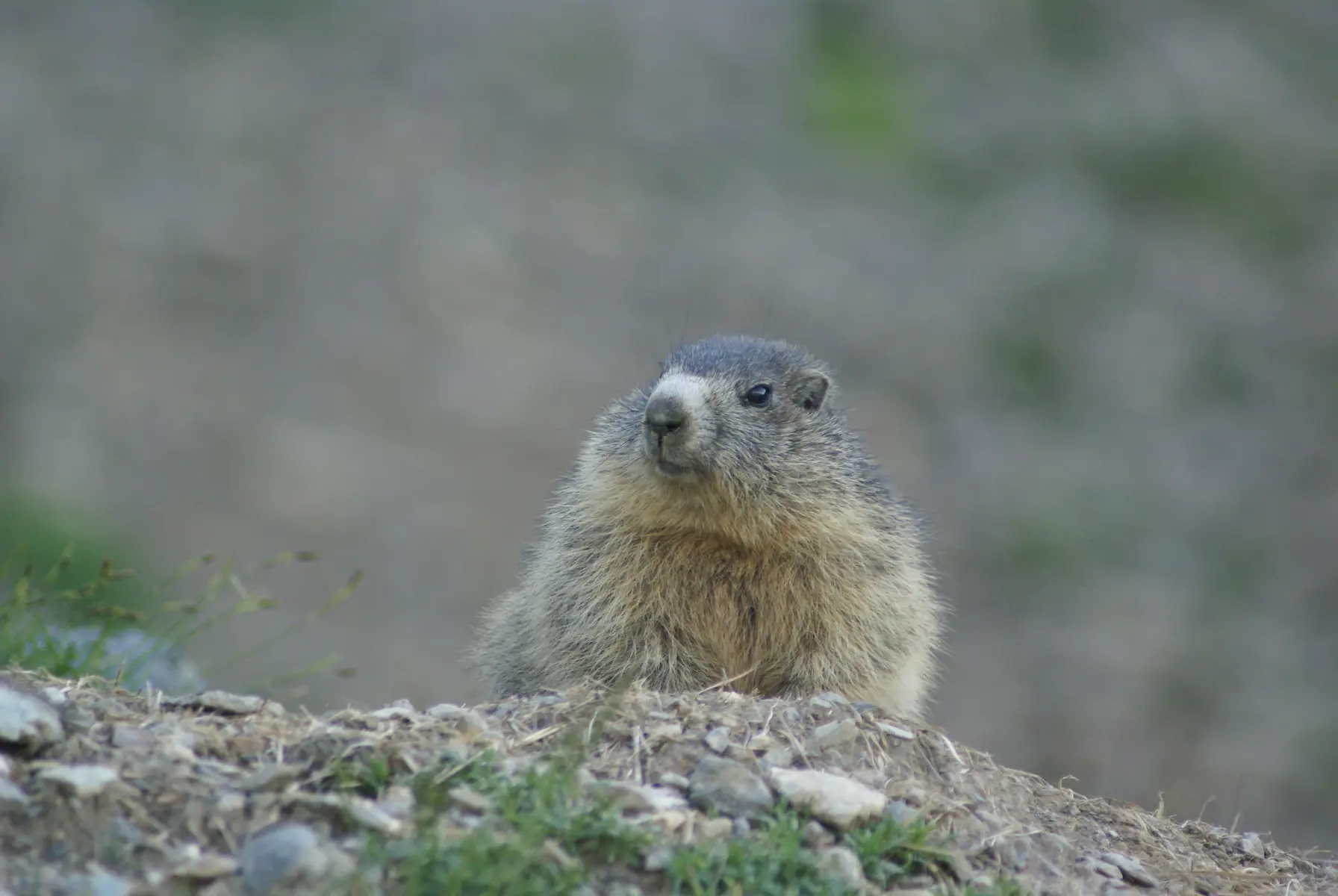 Marmotte
