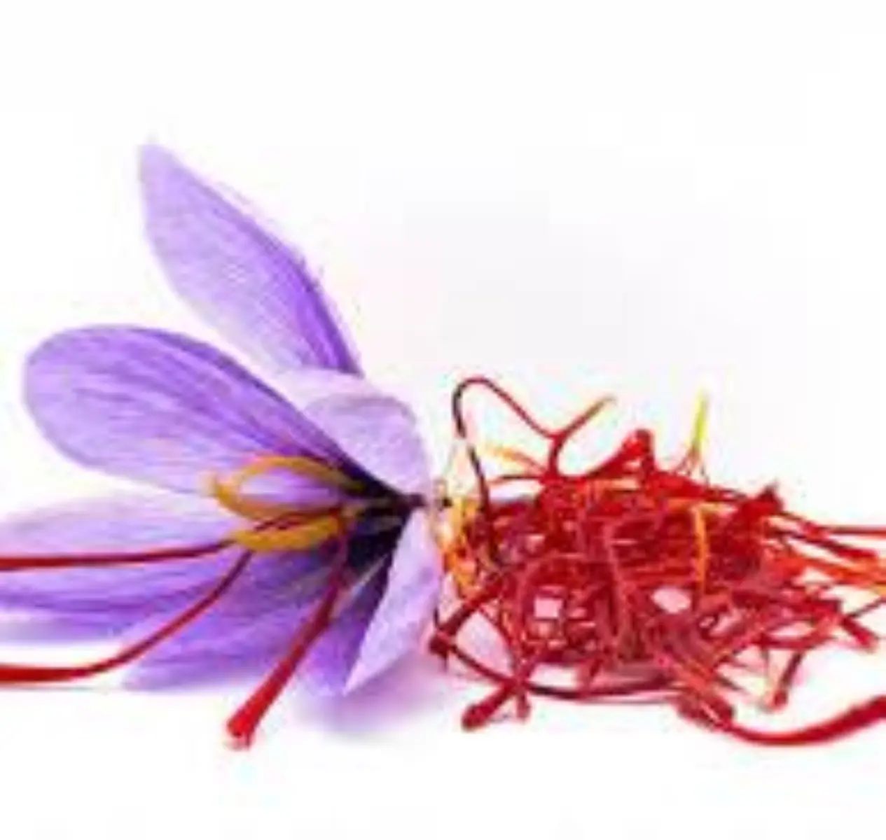 fleur de safran et son pistil