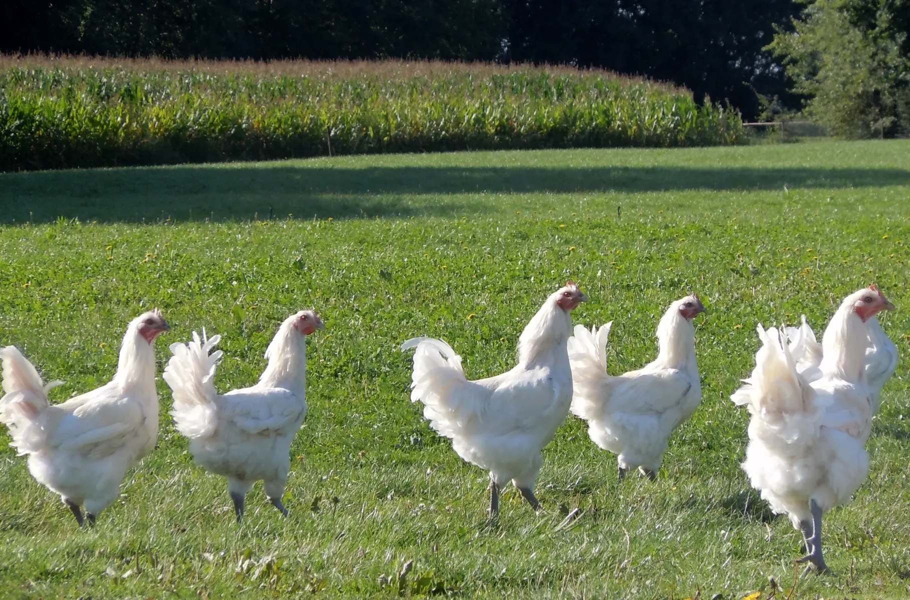 le bonheur est dans le pré