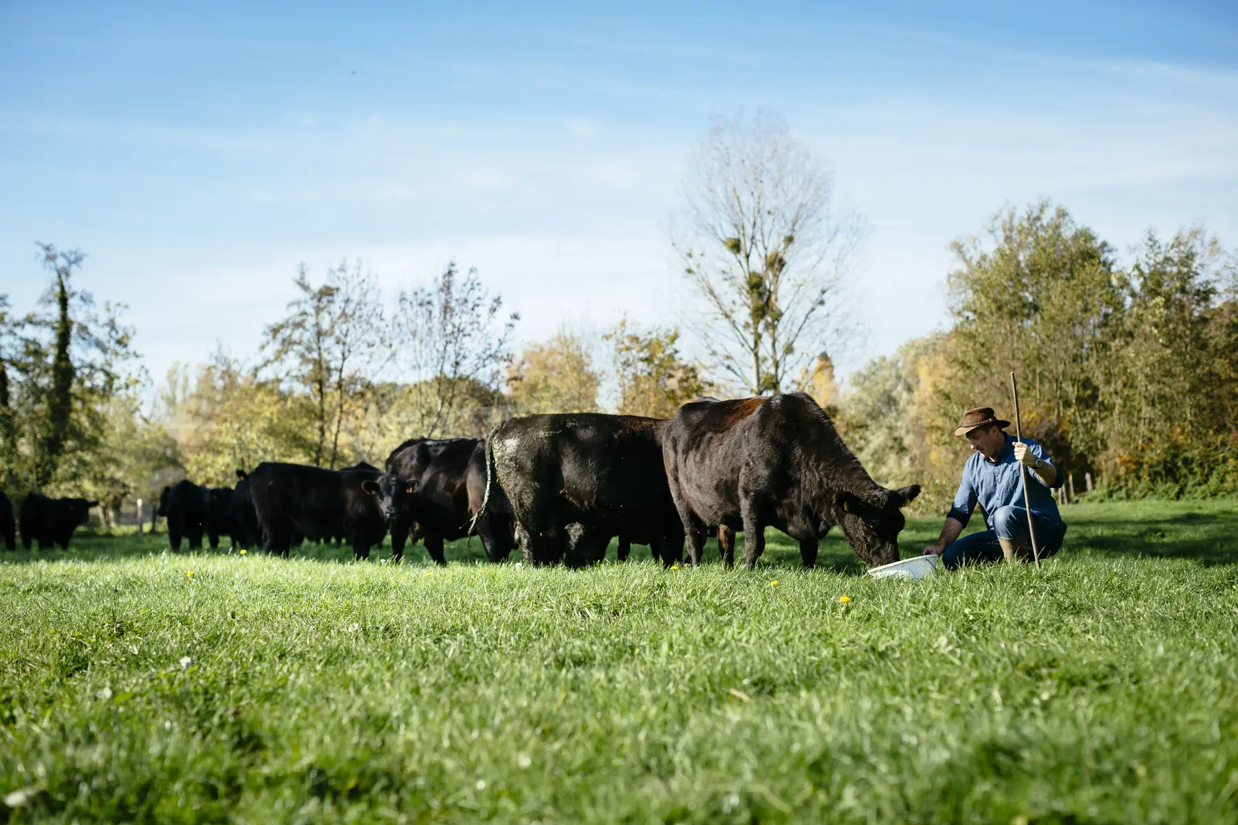 Le troupeau dans le pré