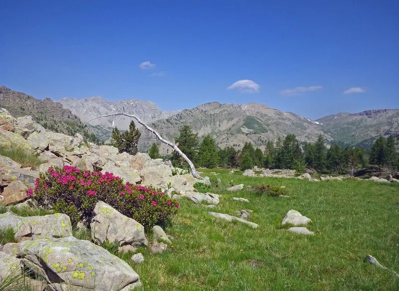 Vallon de Gorgias dit vallon de la Roche trouée, Entraunes. Rhododendron ferrugineux (Rhododendron ferrugineum), grès d'Annot