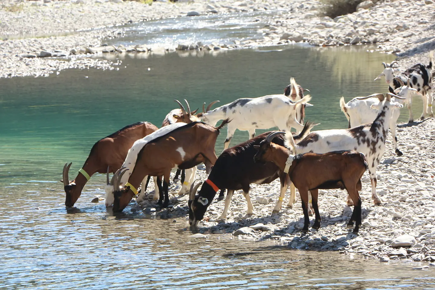 Fromage de chèvre à Sisteron
