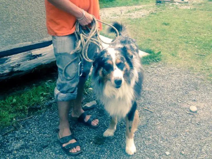 Gardiennage de chien à la base de loisirs d'Orcières