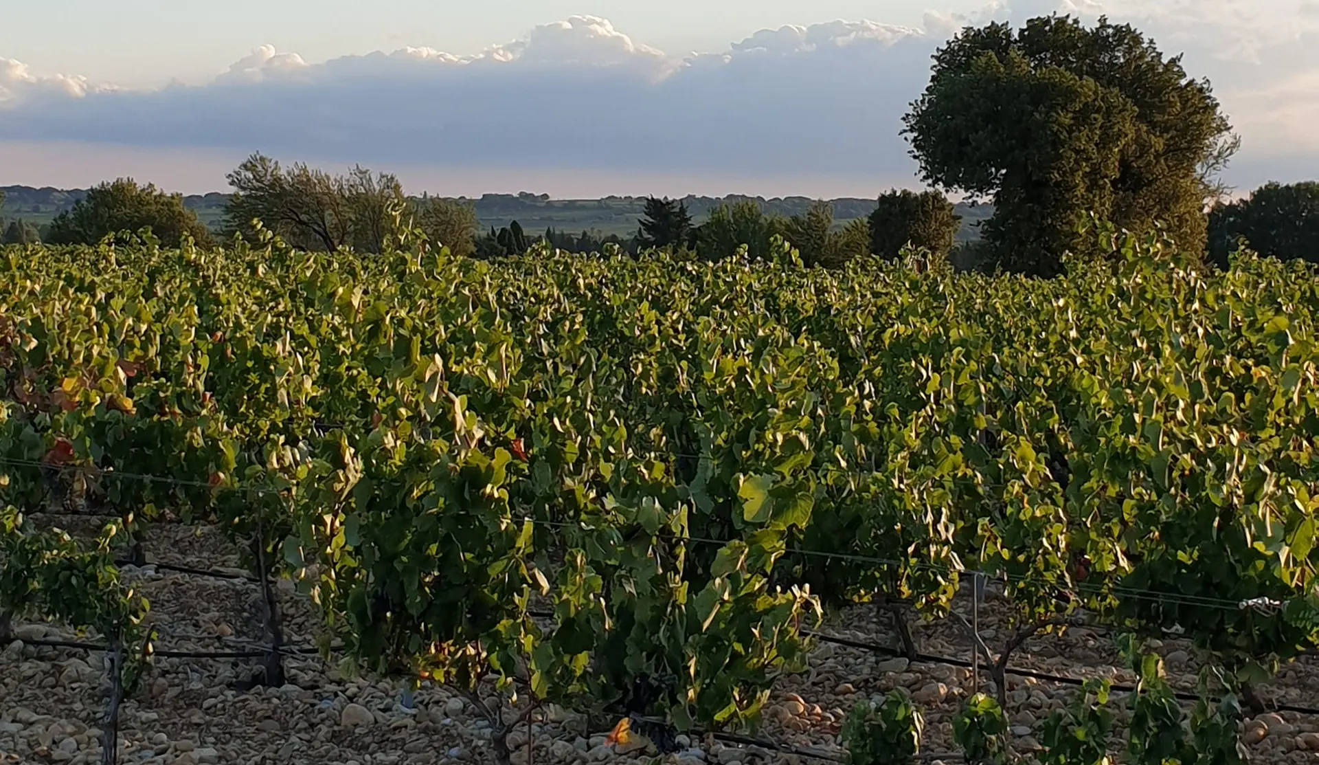 Domaine Font de Courtedune