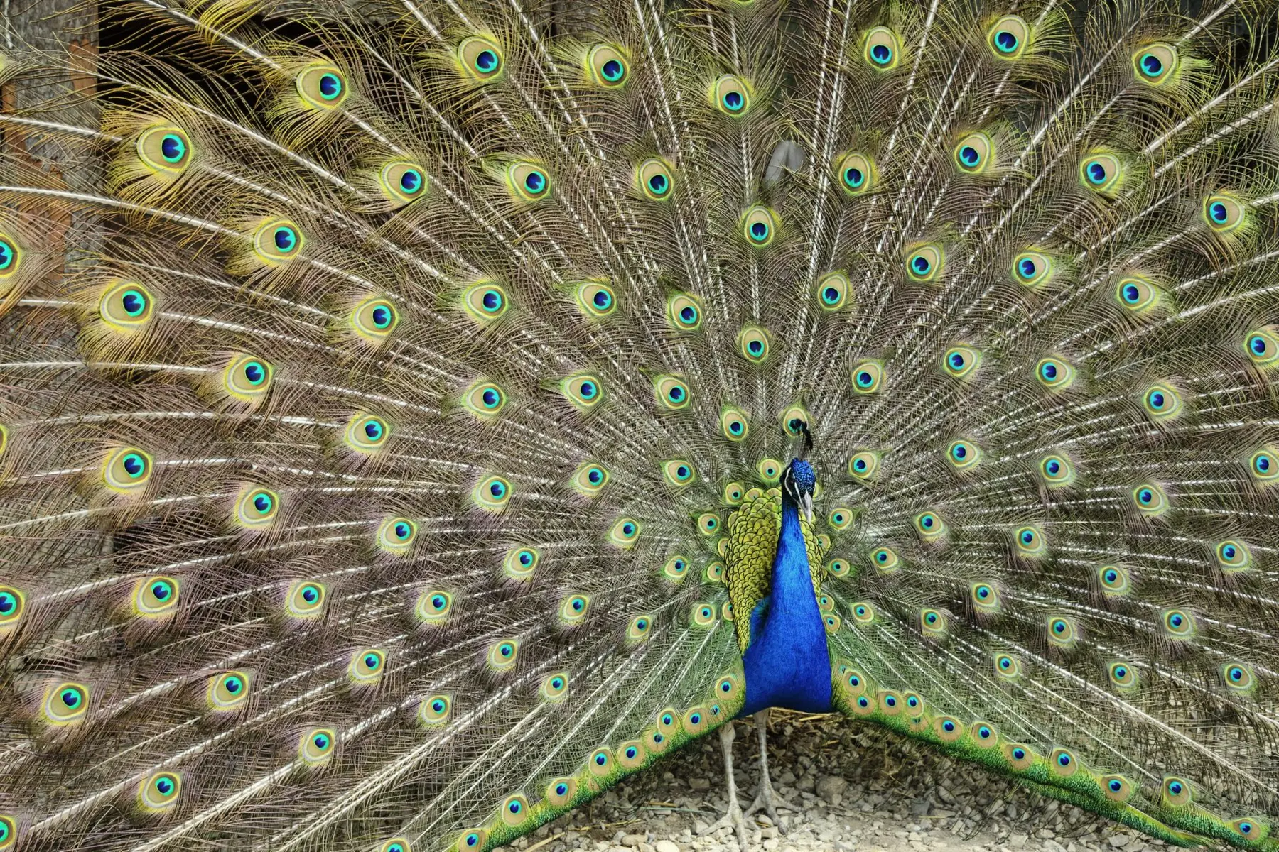 Mission découverte : Visite et pop corn_Sarrians