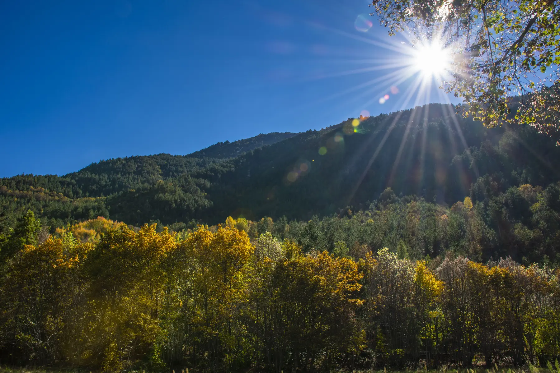 Forêt de La Martre