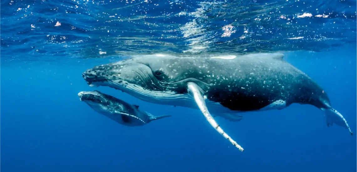 Tahiti Iti Diving