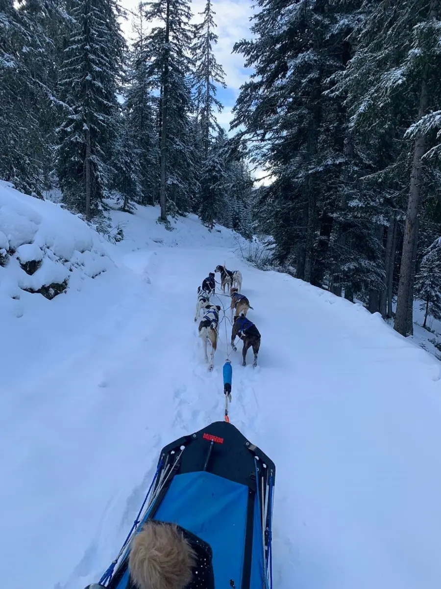 Attelage avec les chiens