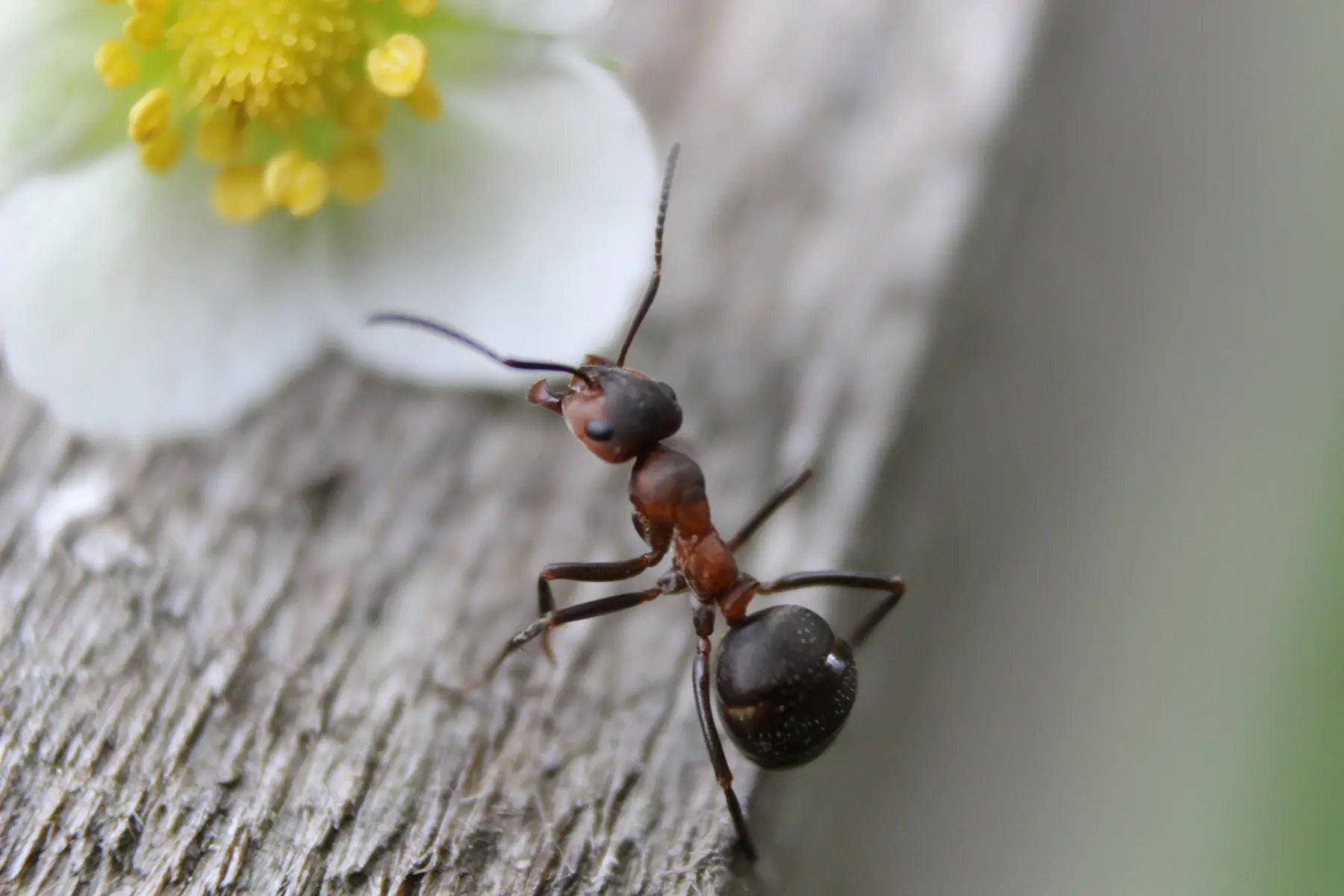 Fourmis et fleur