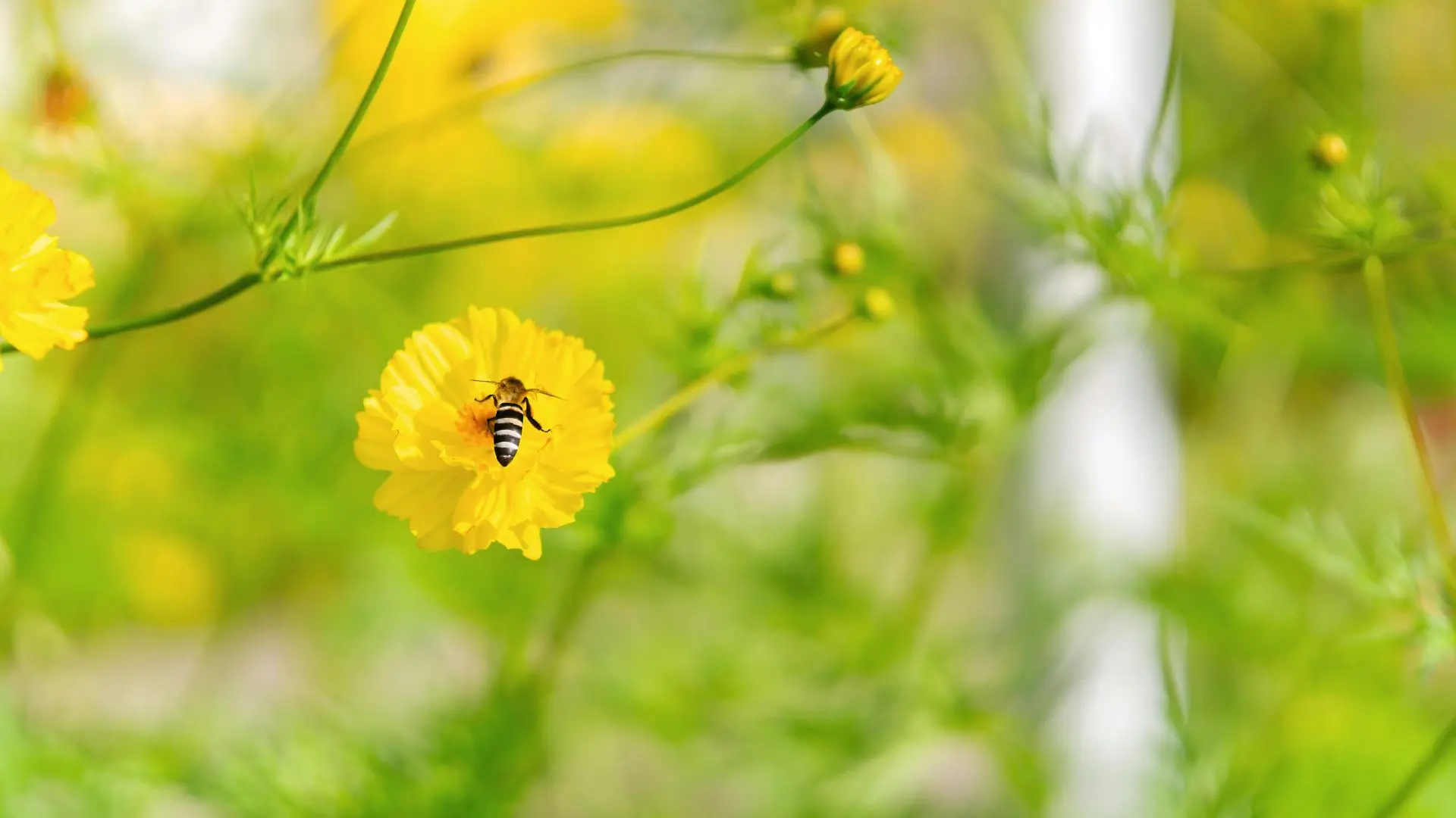abeille en train de butiner une fleur