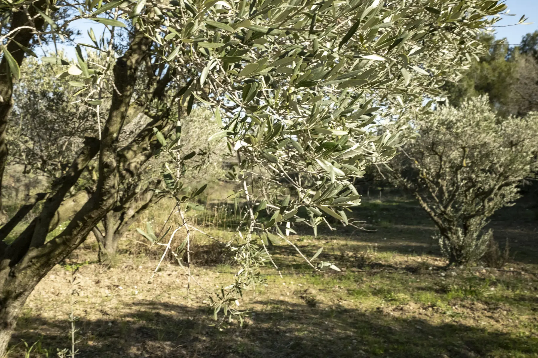 Espace naturel sensible de Pépiole
