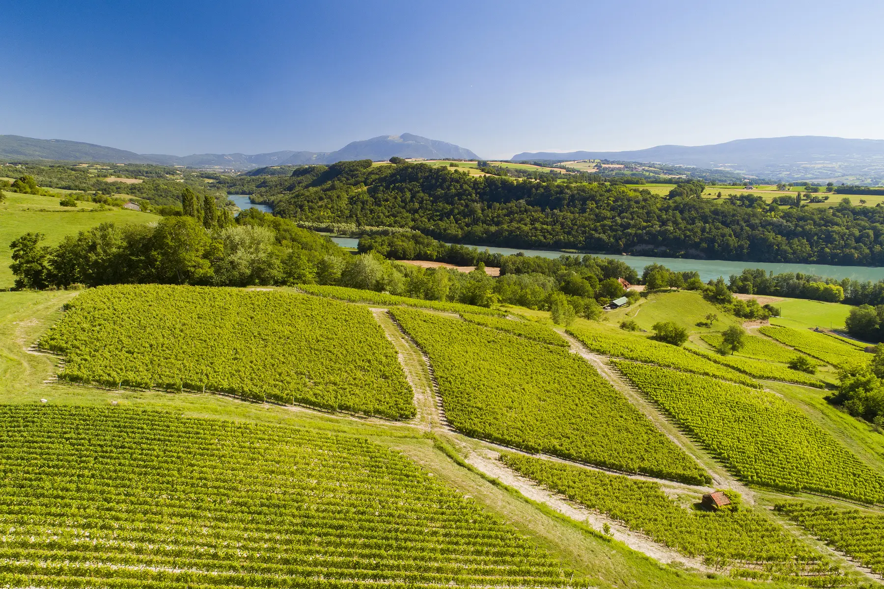 vignes