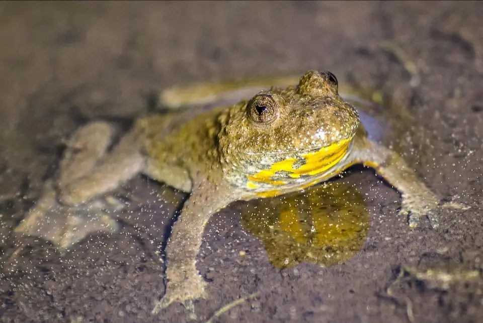 Atelier nature à la Maison du marais : découverte du crapaud sonneur