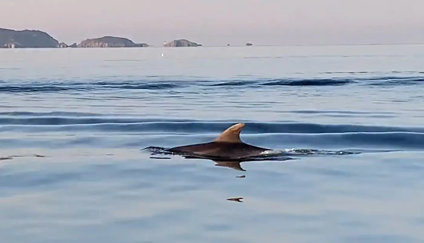 Cap au large – observation des cétacés à bord du Noiram - La Londe-les-Maures